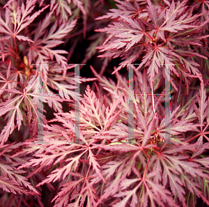 Picture of Acer palmatum (Dissectum Group) 'Orangeloa'