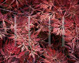 Picture of Acer palmatum (Dissectum Group) 'Orangeloa'
