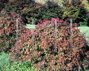 Picture of Acer palmatum (Dissectum Group) 'Orangeloa'