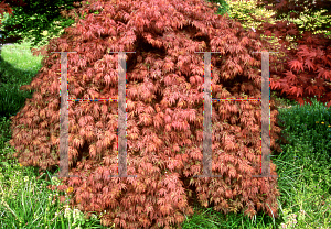 Picture of Acer palmatum (Dissectum Group) 'Orangeloa'
