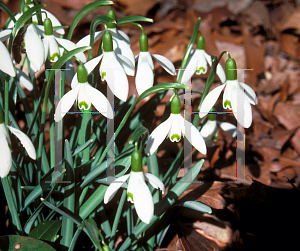 Picture of Galanthus nivalis 