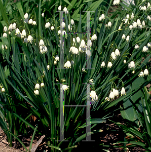 Picture of Leucojum aestivum 