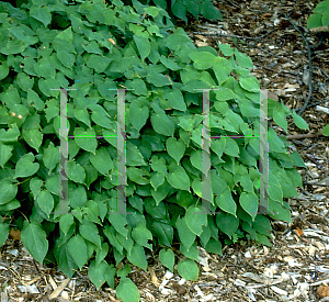 Picture of Epimedium x rubrum 