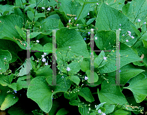 Picture of Brunnera macrophylla 