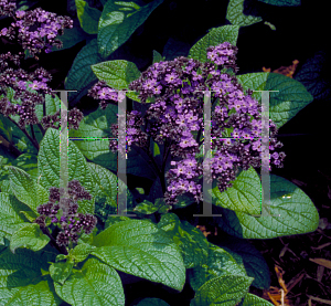 Picture of Heliotropium arborescens 'Marine'