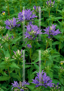 Picture of Campanula glomerata 