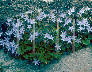 Picture of Campanula poscharskyana 'E.K. Toogood'