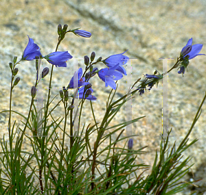 Picture of Campanula rotundifolia 