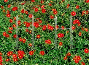 Picture of Helianthemum nummularium 