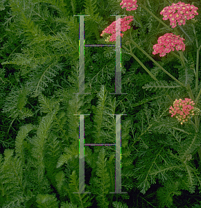 Picture of Achillea millefolium 'Summer Pastels'