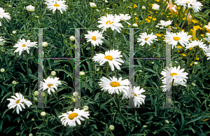 Picture of Leucanthemum x superbum 'Switzerland'