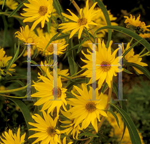 Picture of Helianthus maximilianii 