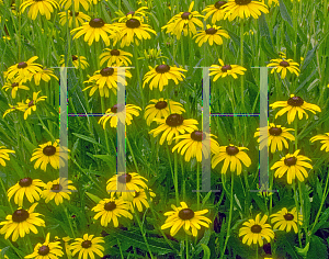 Picture of Rudbeckia fulgida var. speciosa 'Newmanii'