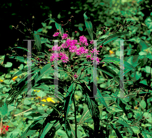 Picture of Vernonia noveboracensis 