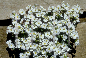 Picture of Aubrieta deltoidea 