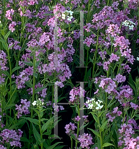 Picture of Hesperis matronalis 