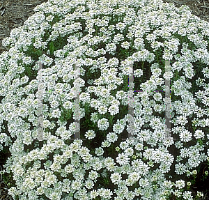 Picture of Iberis sempervirens 