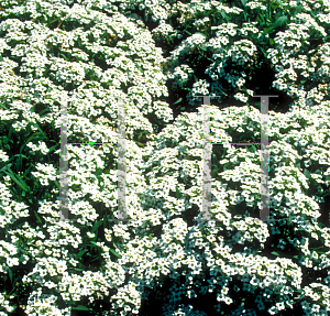 Picture of Lobularia maritima 