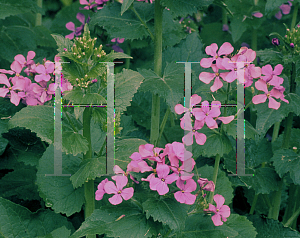 Picture of Lunaria annua 'Honesty'