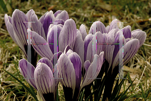 Picture of Crocus x hybridus 