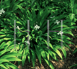 Picture of Iris cristata 'Alba'