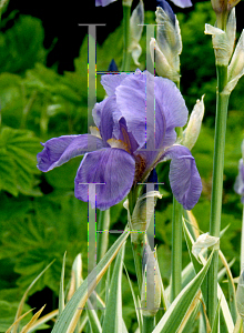 Picture of Iris pallida 'Alba-variegata'