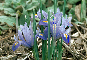 Picture of Iris reticulata 