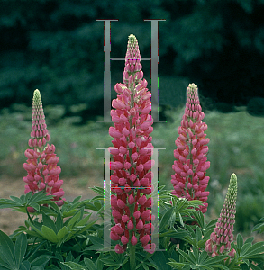 Picture of Lupinus polyphyllus 