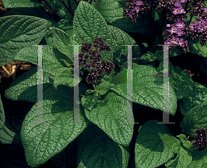 Picture of Heliotropium arborescens 'Marine'