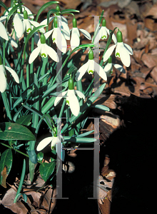 Picture of Galanthus nivalis 