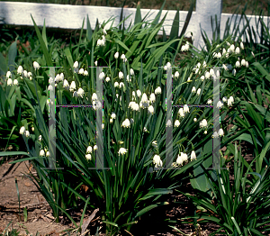 Picture of Leucojum aestivum 