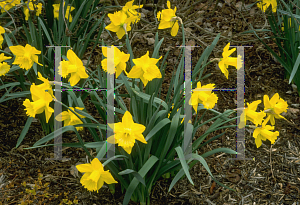 Picture of Narcissus  'Spellbinder'