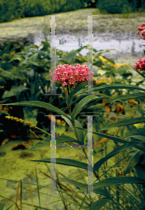 Picture of Asclepias incarnata 