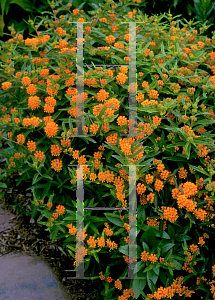 Picture of Asclepias tuberosa 