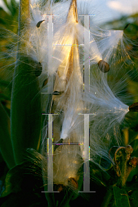 Picture of Asclepias tuberosa 