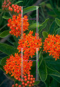 Picture of Asclepias tuberosa 