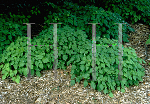 Picture of Epimedium x rubrum 