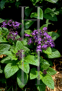 Picture of Heliotropium arborescens 'Marine'