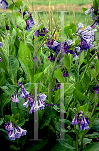 Picture of Mertensia virginica 