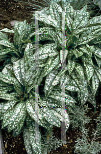 Picture of Pulmonaria longifolia 'Bertram Anderson'