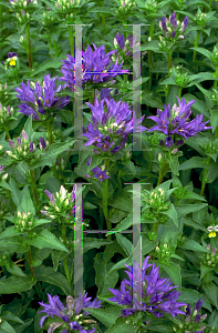 Picture of Campanula glomerata 