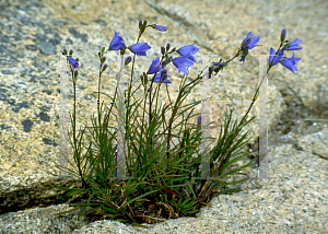 Picture of Campanula rotundifolia 