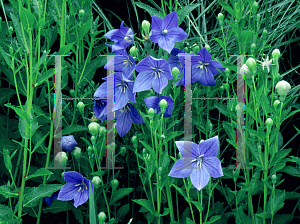 Picture of Platycodon grandiflorus 'Purple Stars'