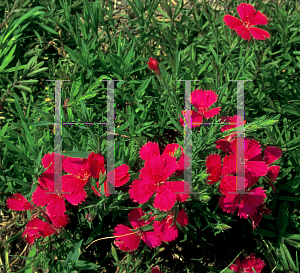 Picture of Dianthus deltoides 