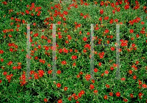 Picture of Helianthemum nummularium 