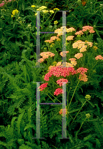 Picture of Achillea millefolium 'Summer Pastels'