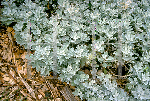 Picture of Artemisia stelleriana 