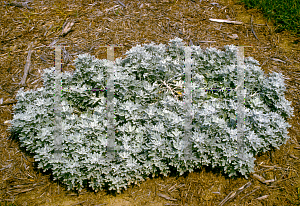 Picture of Artemisia stelleriana 