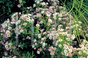 Picture of Symphyotrichum novae-angliae 'Bressingham Pink'