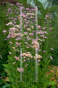 Picture of Aster tataricus 